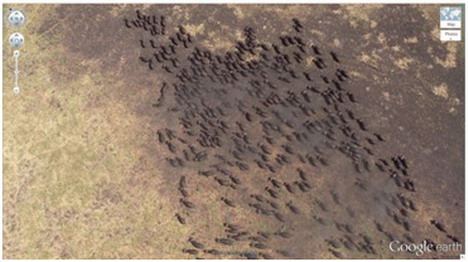 buffalo herd kigosi game reserve