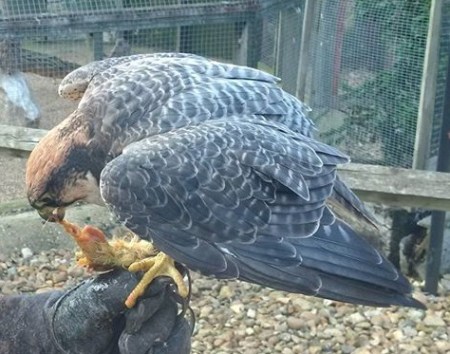 A hawk feeding, on the fist of this very writer