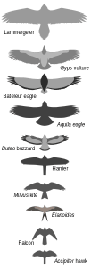 How to identify raptors by size and wing type