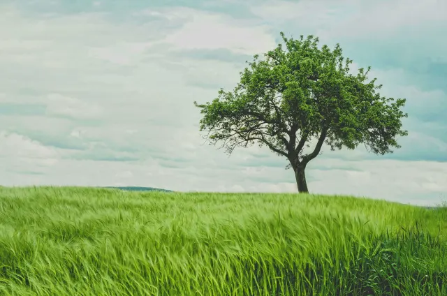 A green field with a tree