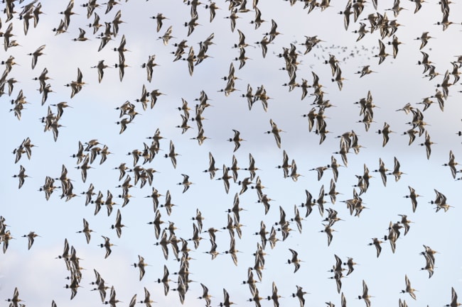Gruttospektakel in het voorjaar