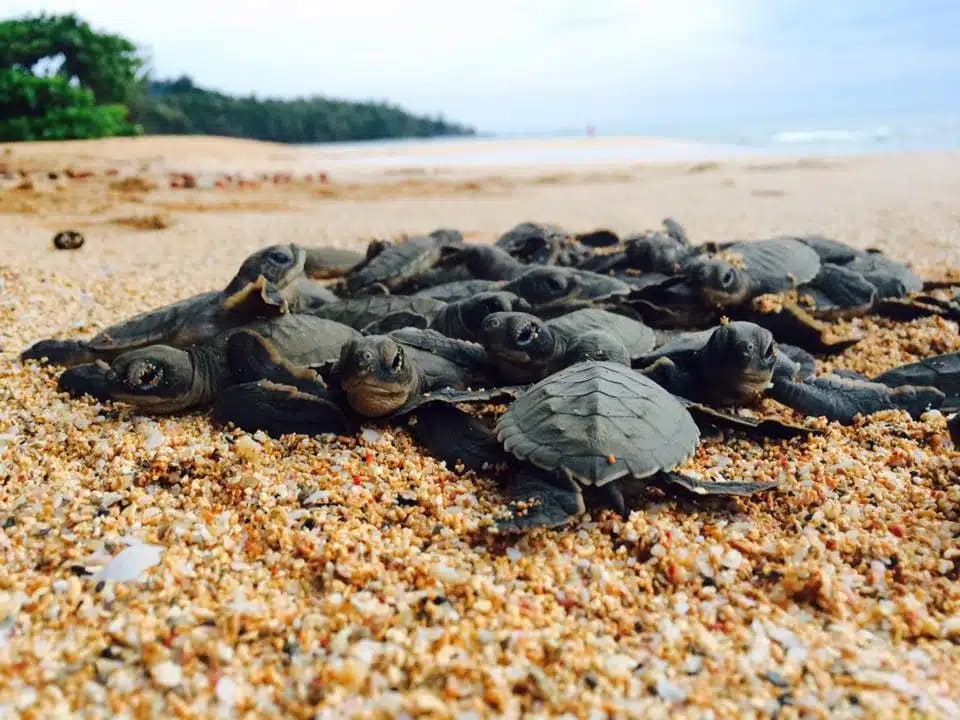 Encontro com Tartarugas