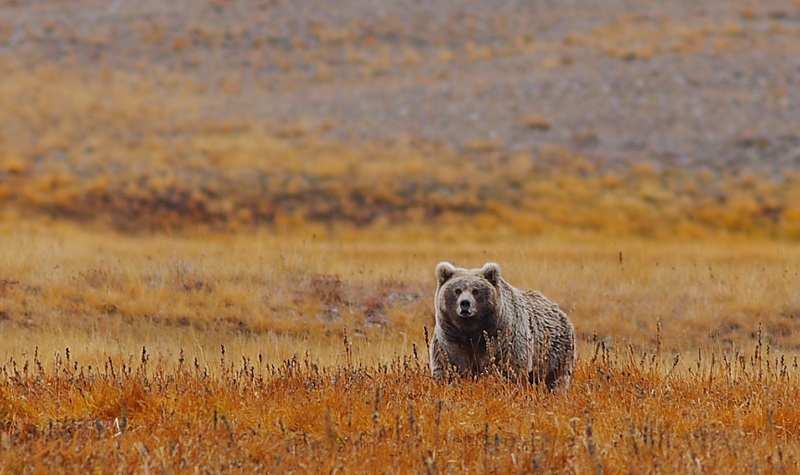 Deosai