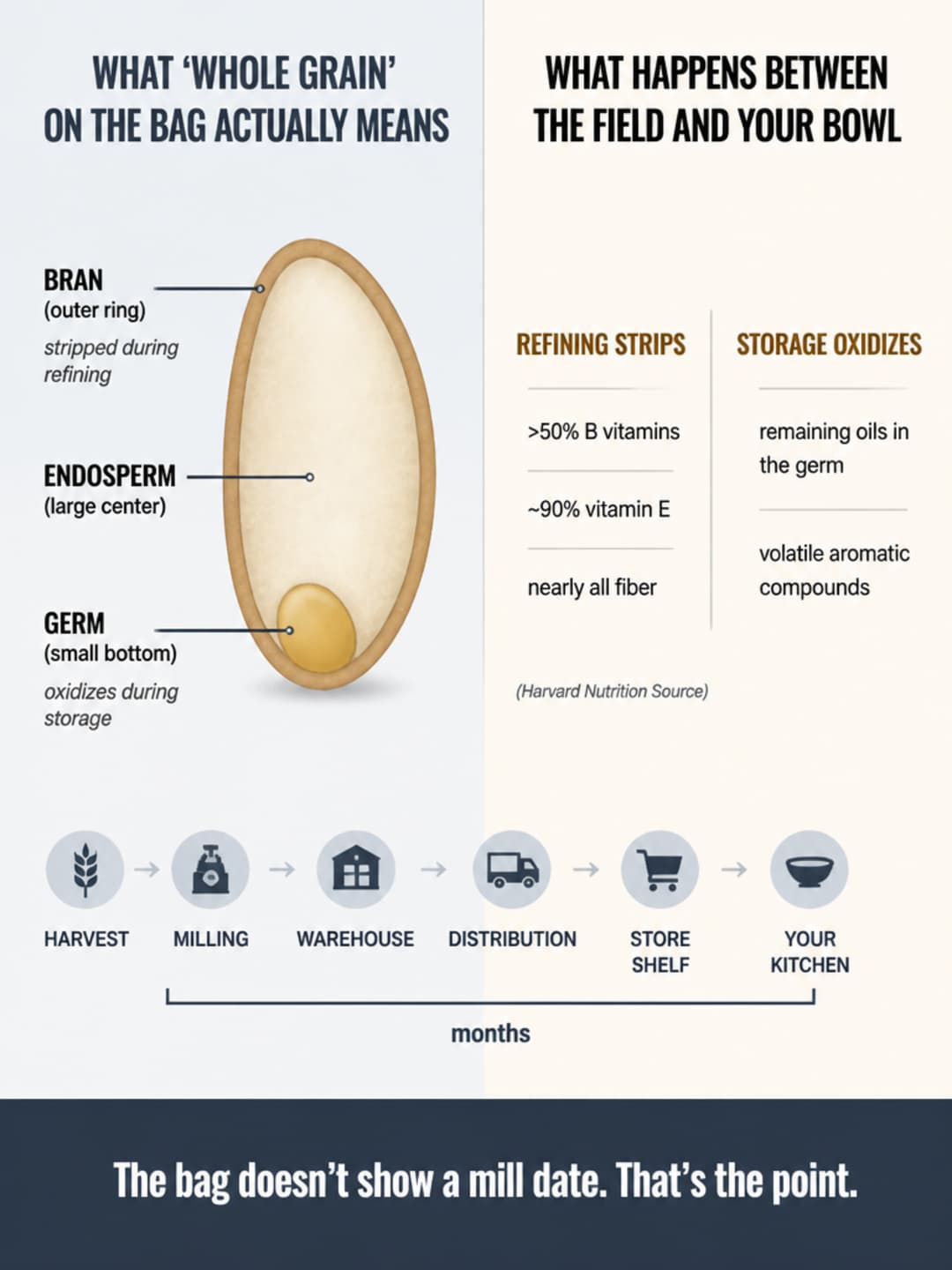 Infographic showing what 'whole grain' on the bag actually means versus what happens between the field and your bowl, with grain kernel diagram and refining nutrient loss data