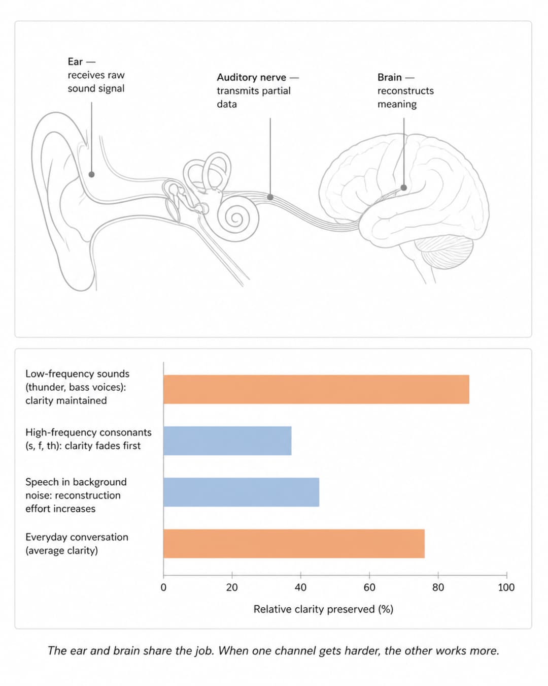 Editorial diagram showing how the ear, auditory nerve, and brain share the job of reconstructing speech, with a bar chart illustrating where clarity fades first