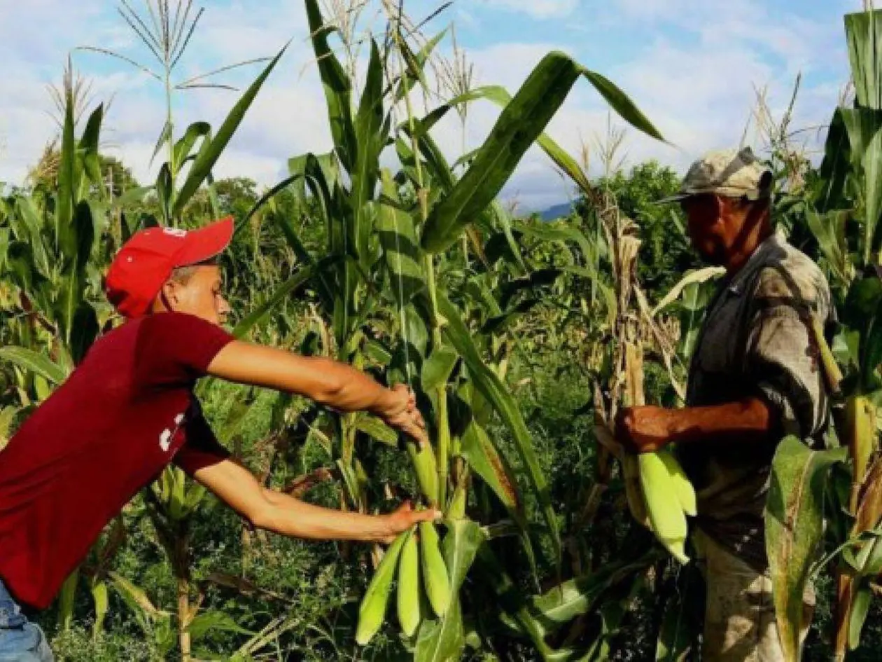 LA SEQUÍA EN EL CORREDOR SECO EN HONDURAS DESTRUYE EL 35 % DE LA COSECHA DE CAFÉ Y MAÍZ