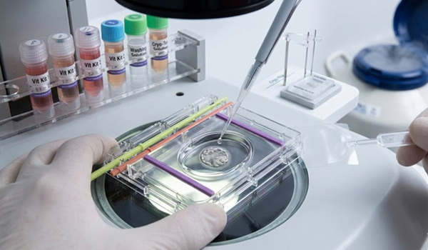 Thawing & Embryo Transfer