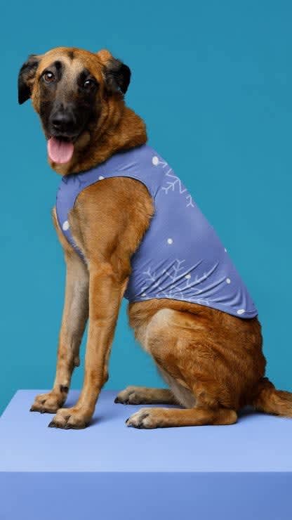 A cute brown dog wearing a blue tank top while sitting on a blue cube.