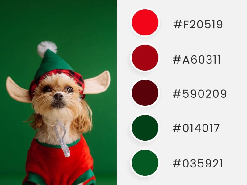 A cute little dog dressed as a Santa elf captured in a photograph, accompanied by color circles displaying their corresponding hex codes.