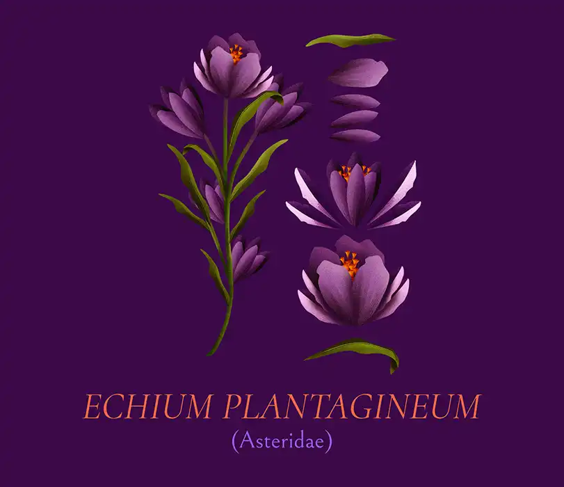 T Shirt Design Maker Featuring Blossoming Purple Flowers