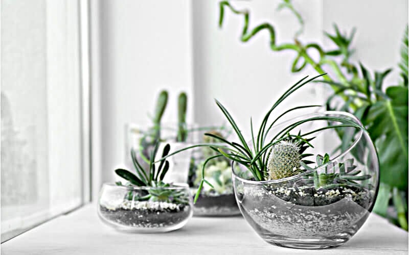 renovation-veranda-plantes