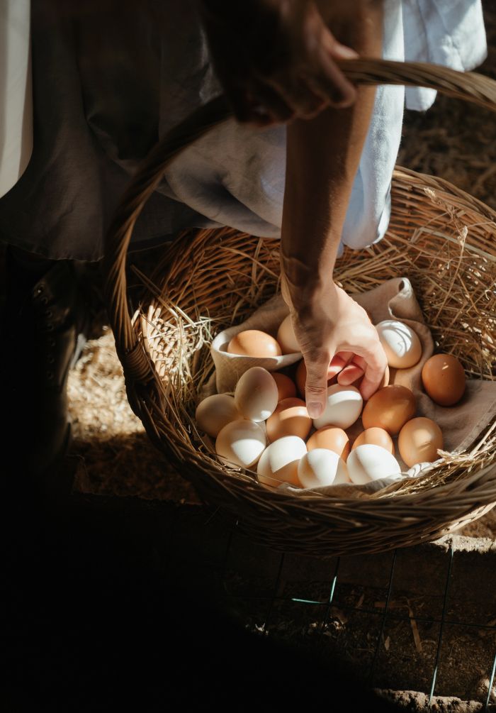 Person collecting chicken eggs with basket