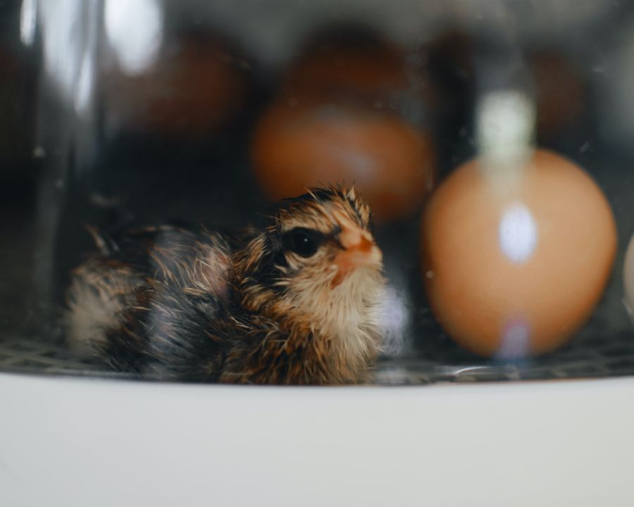 Chick in an egg incubator