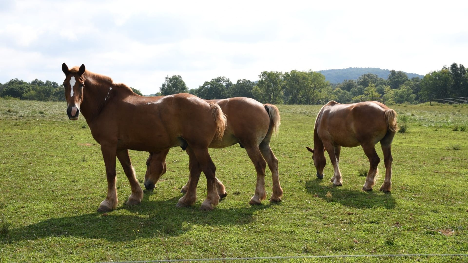 Plain Direct 9 Tips to Remember When Buying a Horse