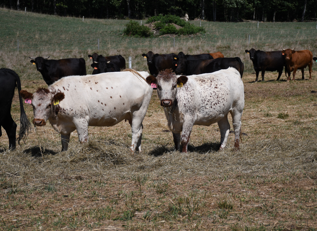 Cattle Category Plain Direct