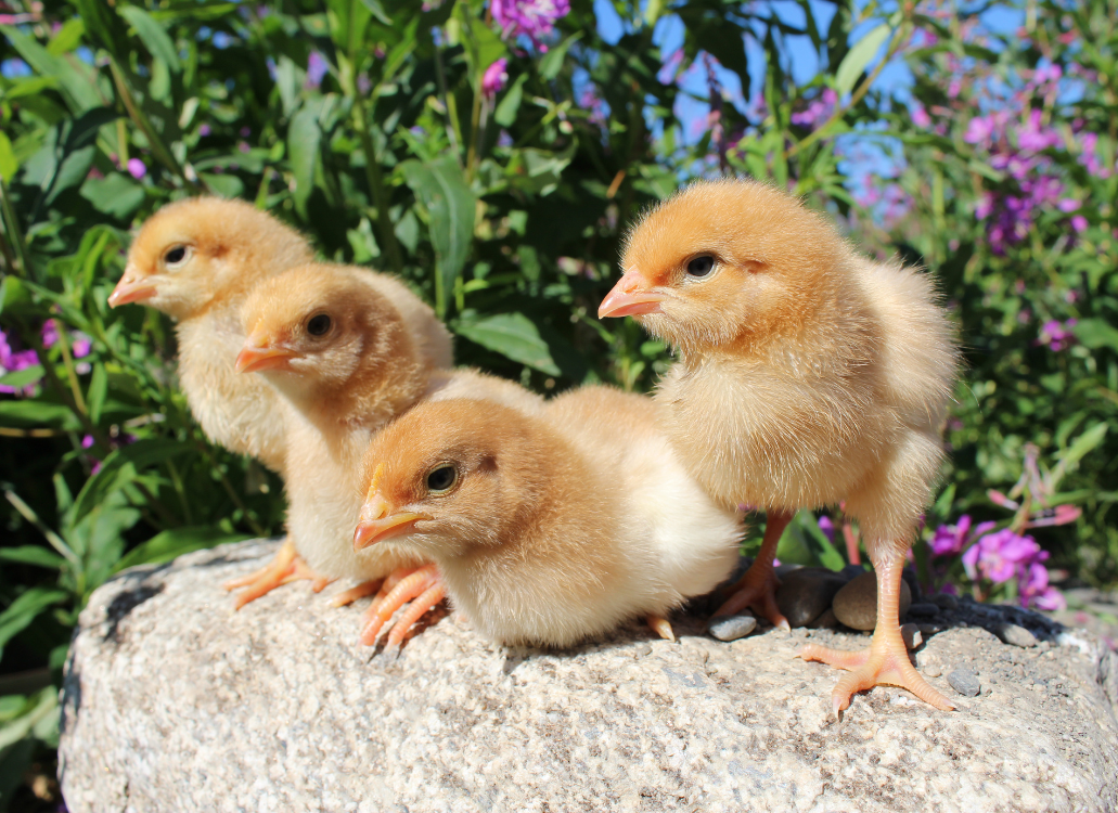 4 chicks resting on rock outside