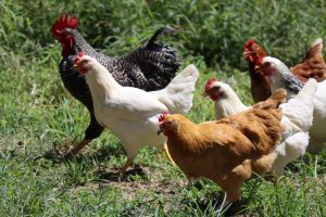 chickens being fed