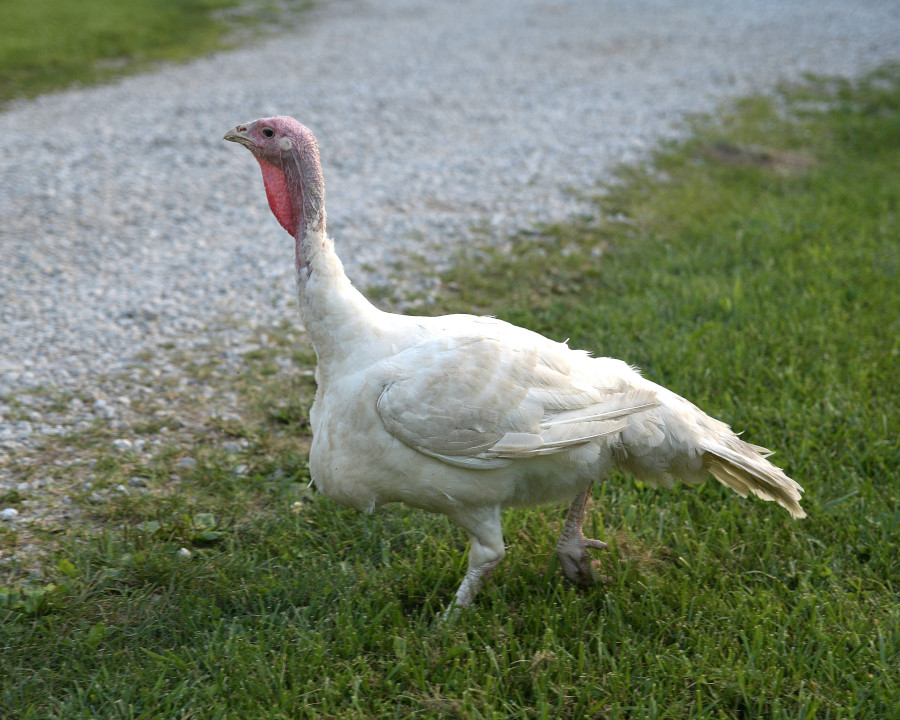 White turkey walking outside