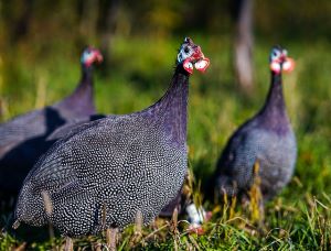 guinea fowl being fed