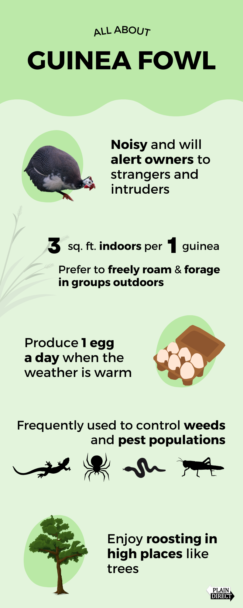 Guinea fowl infographic