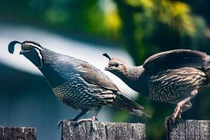 quail being fed