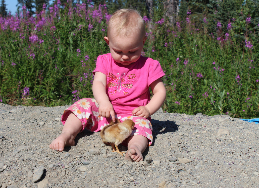 Toddler playing with chicks outside