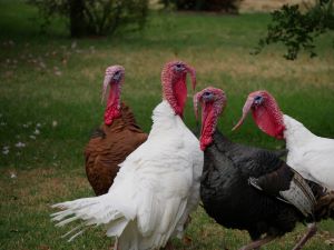 turkeys being fed