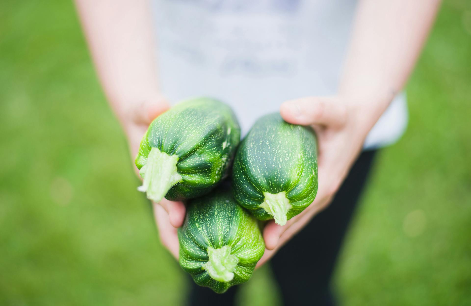 cucumbers from a garden