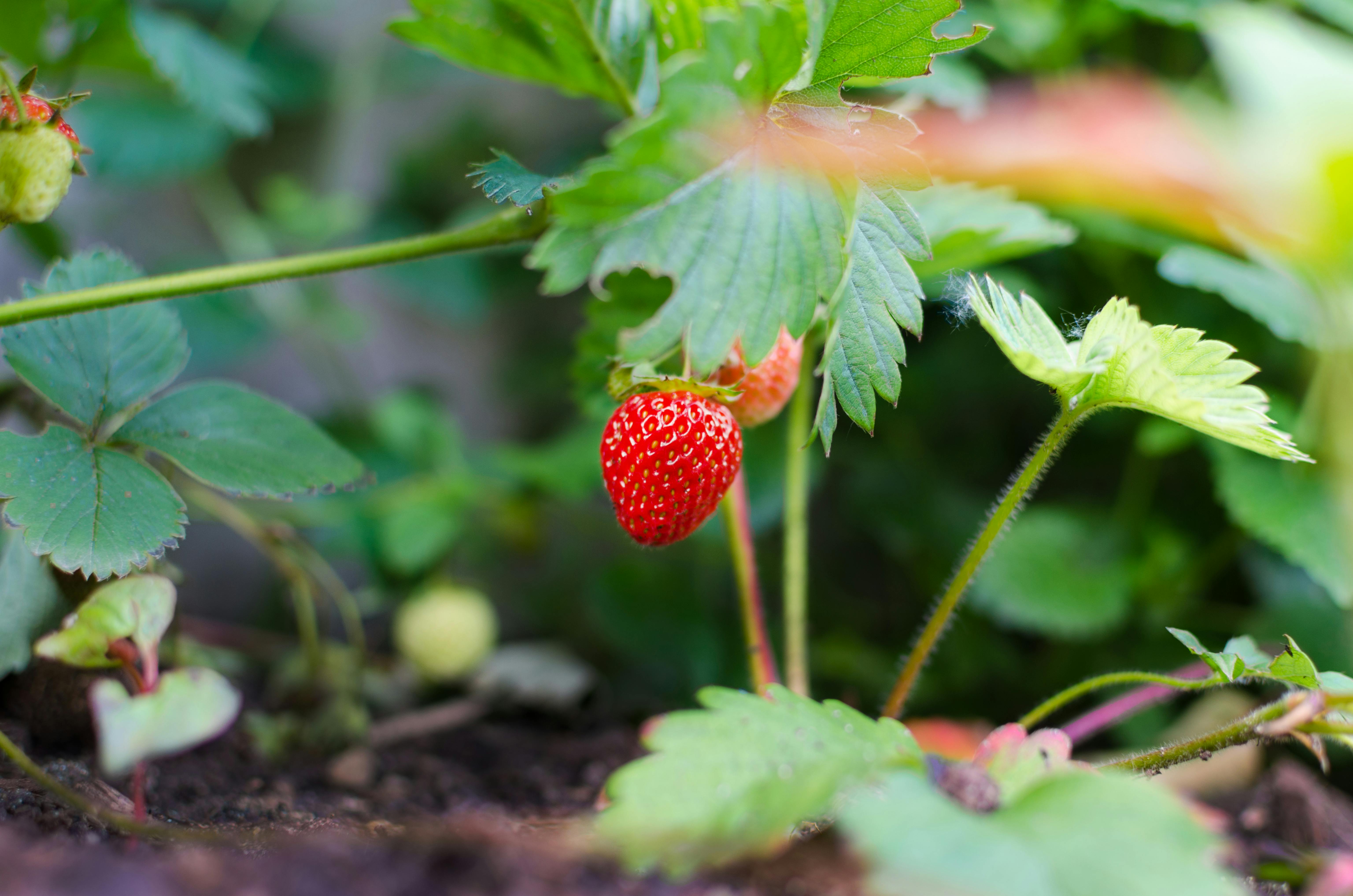 strawberries in garden