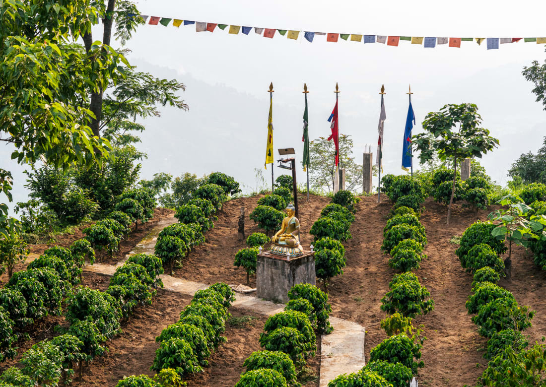 Rows of young coffee plants under prayer flags on a hillside farm in Nuwakot