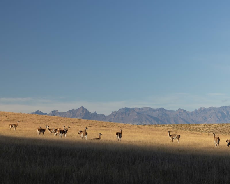 Guanaco