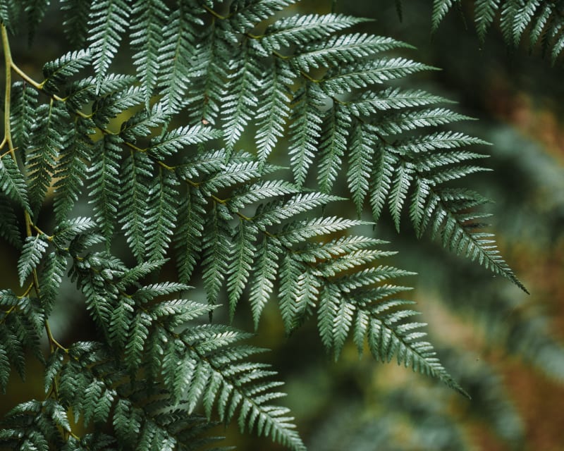 Lenga forest