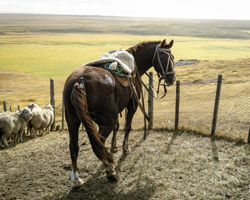 Gaucho on horseback