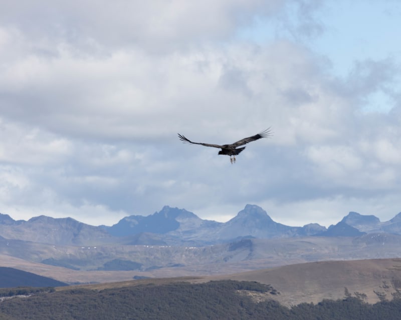 Condor