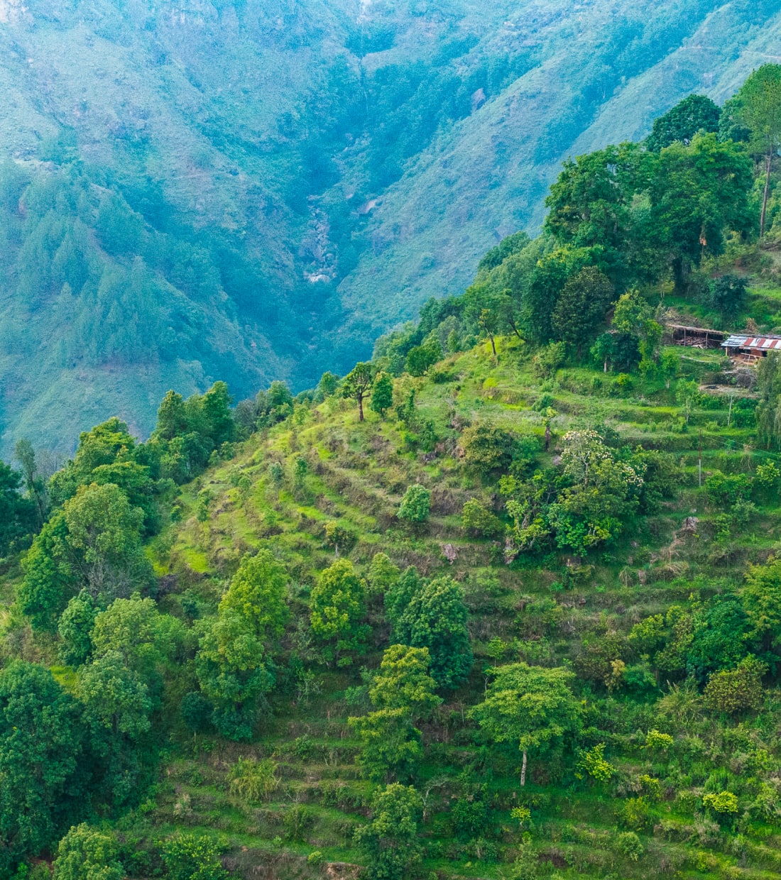 Forested green hills of the Nepal mid-hills under monsoon light