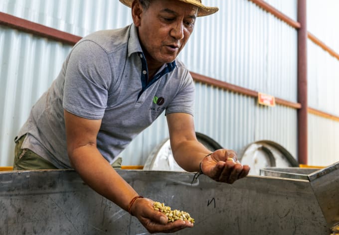 Tashi Wangchuk Tenzing inspecting washed coffee beans at the processing station