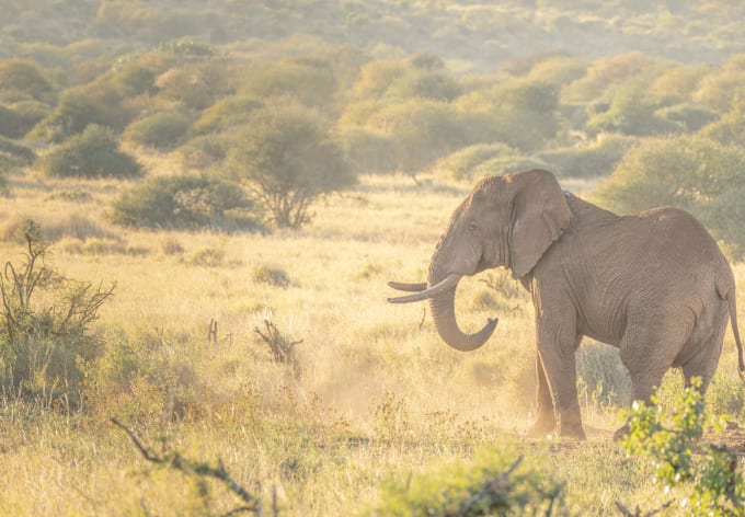 An elephant in golden morning light on the Kenyan savanna