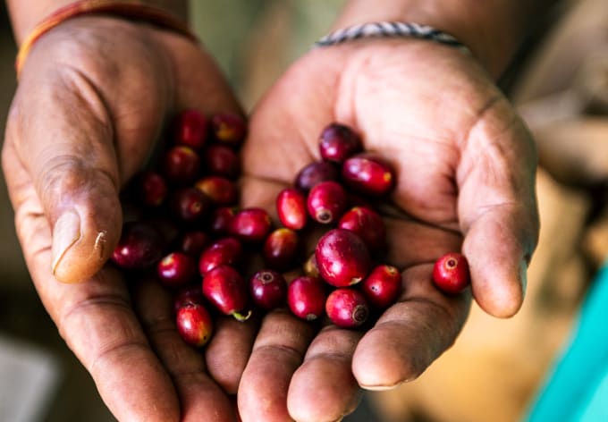 Freshly picked coffee cherries held in cupped hands