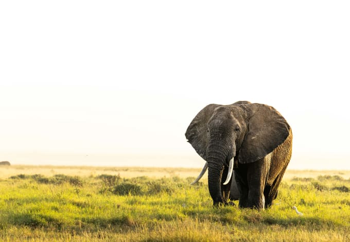 A lone elephant at dusk on open grassland