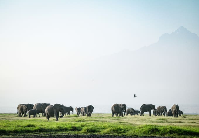 A herd of elephants crossing green wetland beneath the mountain