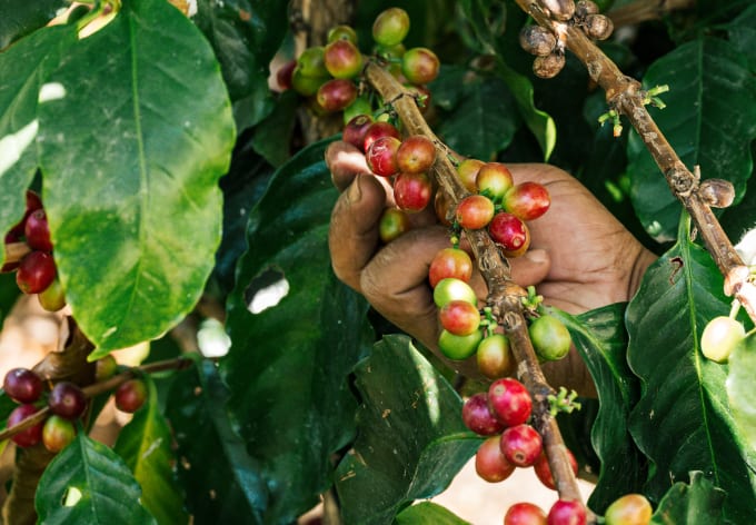 A hand reaching for ripe cherries on the branch