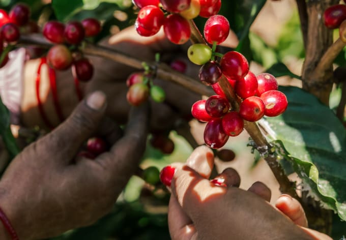Hands picking ripe red coffee cherries from the branch