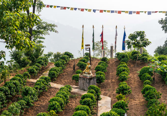 Rows of young coffee plants under prayer flags on a hillside farm