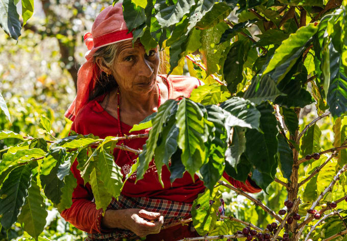 An elder grower in a red headscarf picking coffee