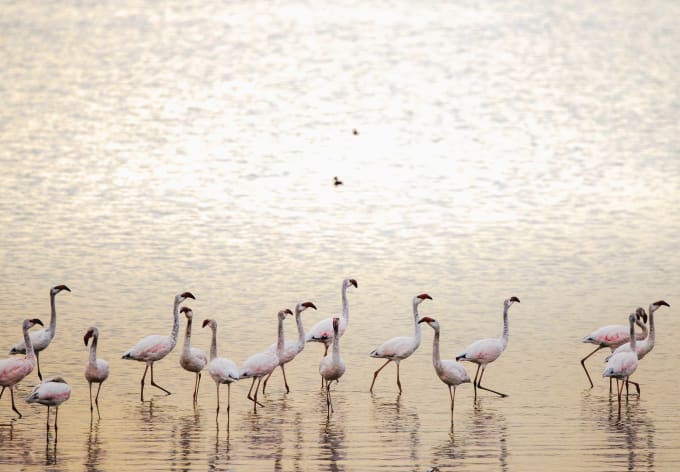 Flamingos wading in a soda lake