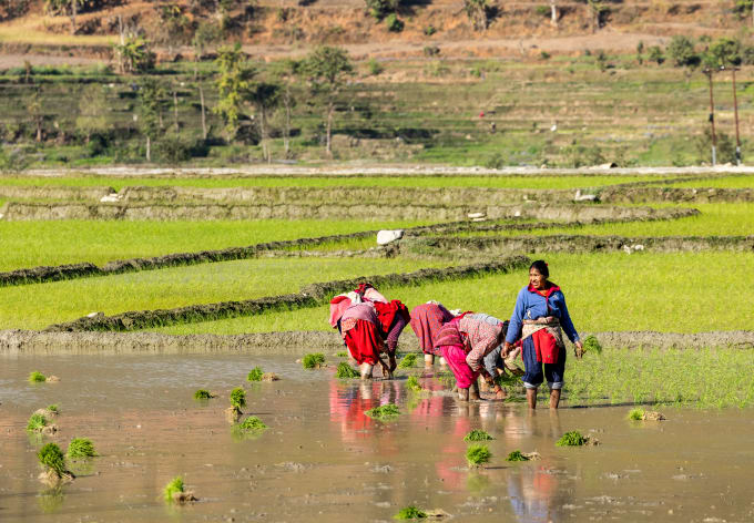 Women planting rice in a flooded paddy