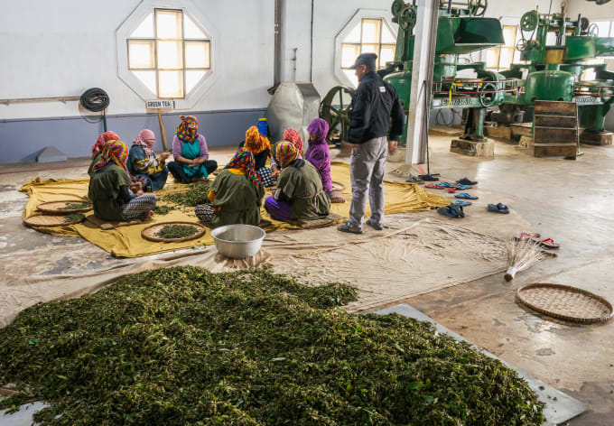 Women sorting the harvest on a factory floor