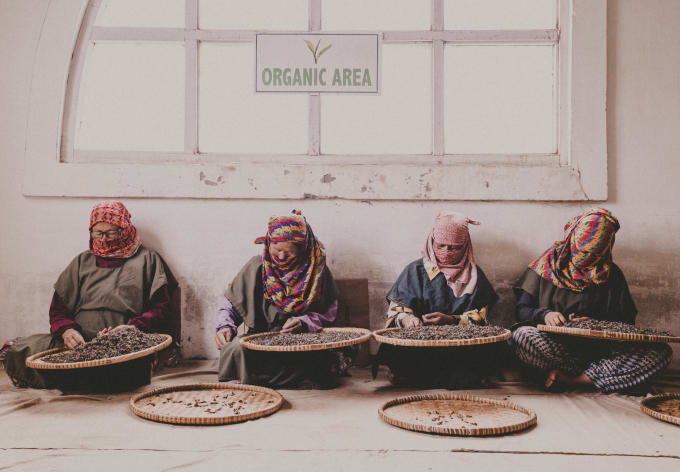 Women sorting the harvest over woven trays