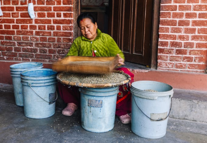 Women sorting beans over wide woven trays