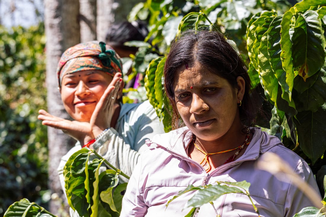 Two women growers among coffee trees at Nuwa Estate